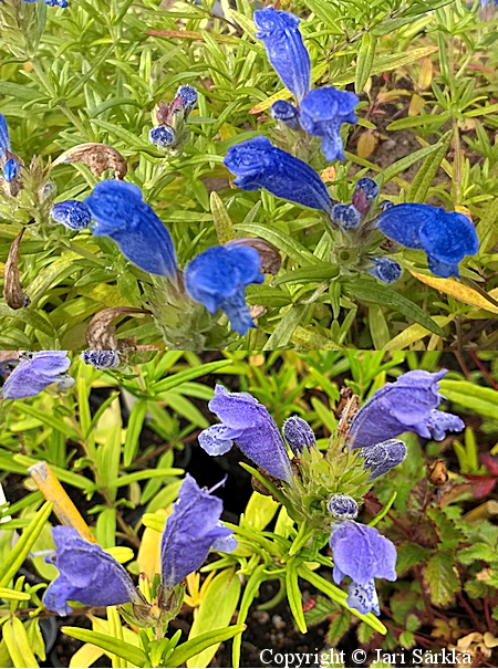 Dracocephalum argunense 'Fuji Blue', ampiaisyrtti
